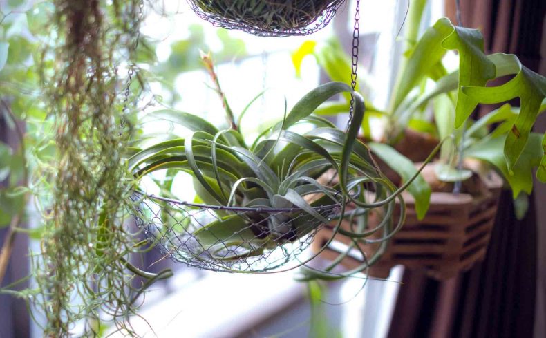 エアープランツはグリーン初心者におすすめ。育て方や飾り方を徹底解説