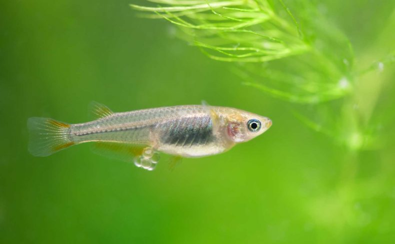 「泳ぐ宝石」メダカの飼い方を解説。家族で育てたいメダカの魅力