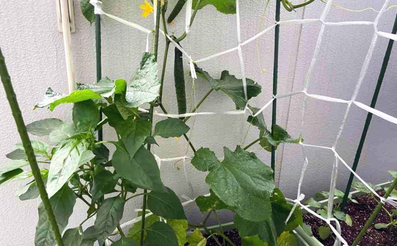 プランターで野菜を育てよう！ ベランダ家庭菜園の魅力と始め方