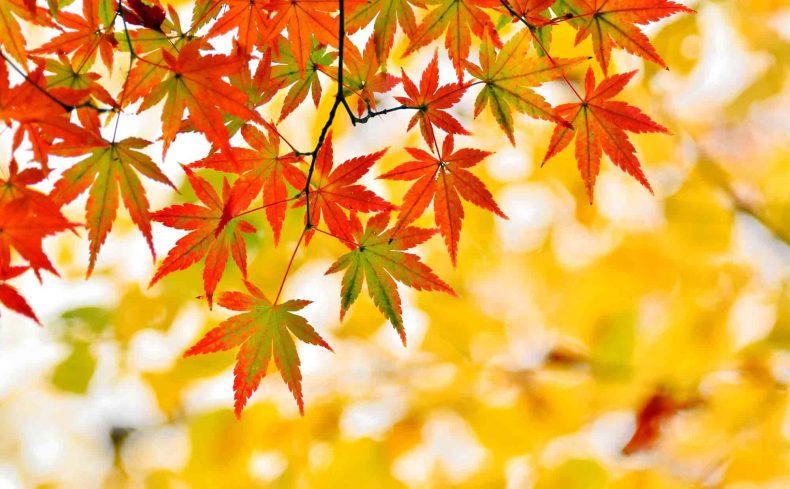 おうちで紅葉狩りをするには？ 紅葉樹木の種類と家庭での楽しみ方