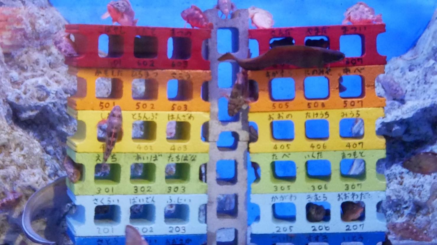 こちらはブロックで作ったカサゴマンション。狭い所が好きなカサゴの習性を活かした展示です 