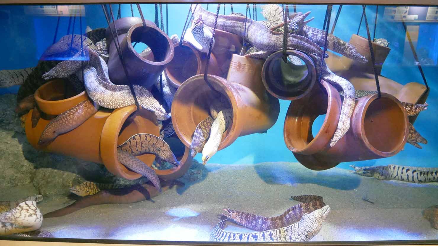 土管を使った、名物ウツボ軍団の水槽 