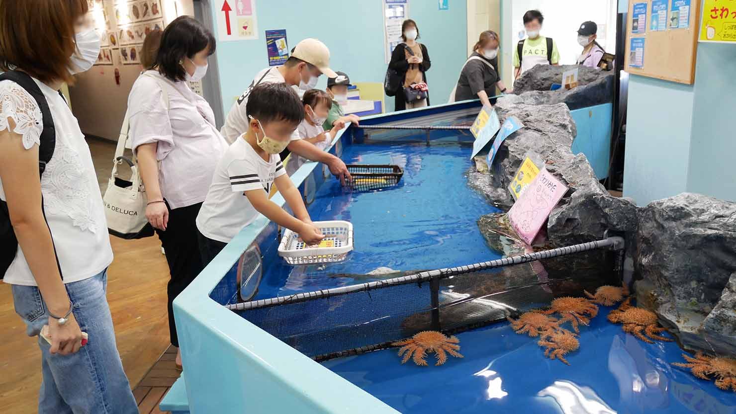 「さわりんぷーる」では、レギュラーメンバーのタカアシガニやオオグソクムシ、ナヌカザメ、イガグリガニが待機しています。怖がらずに触ってみよう 