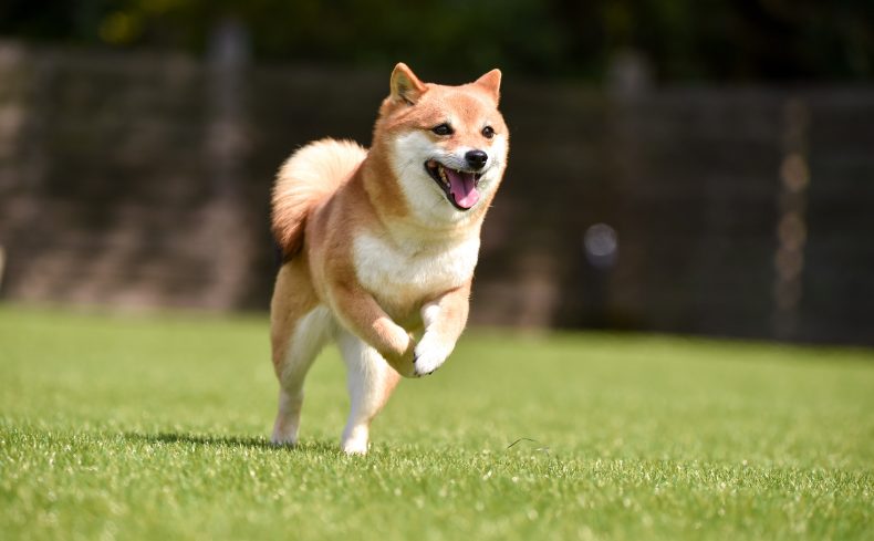 ドッグランデビューの前に！ 愛犬と快適に楽しむためのポイント