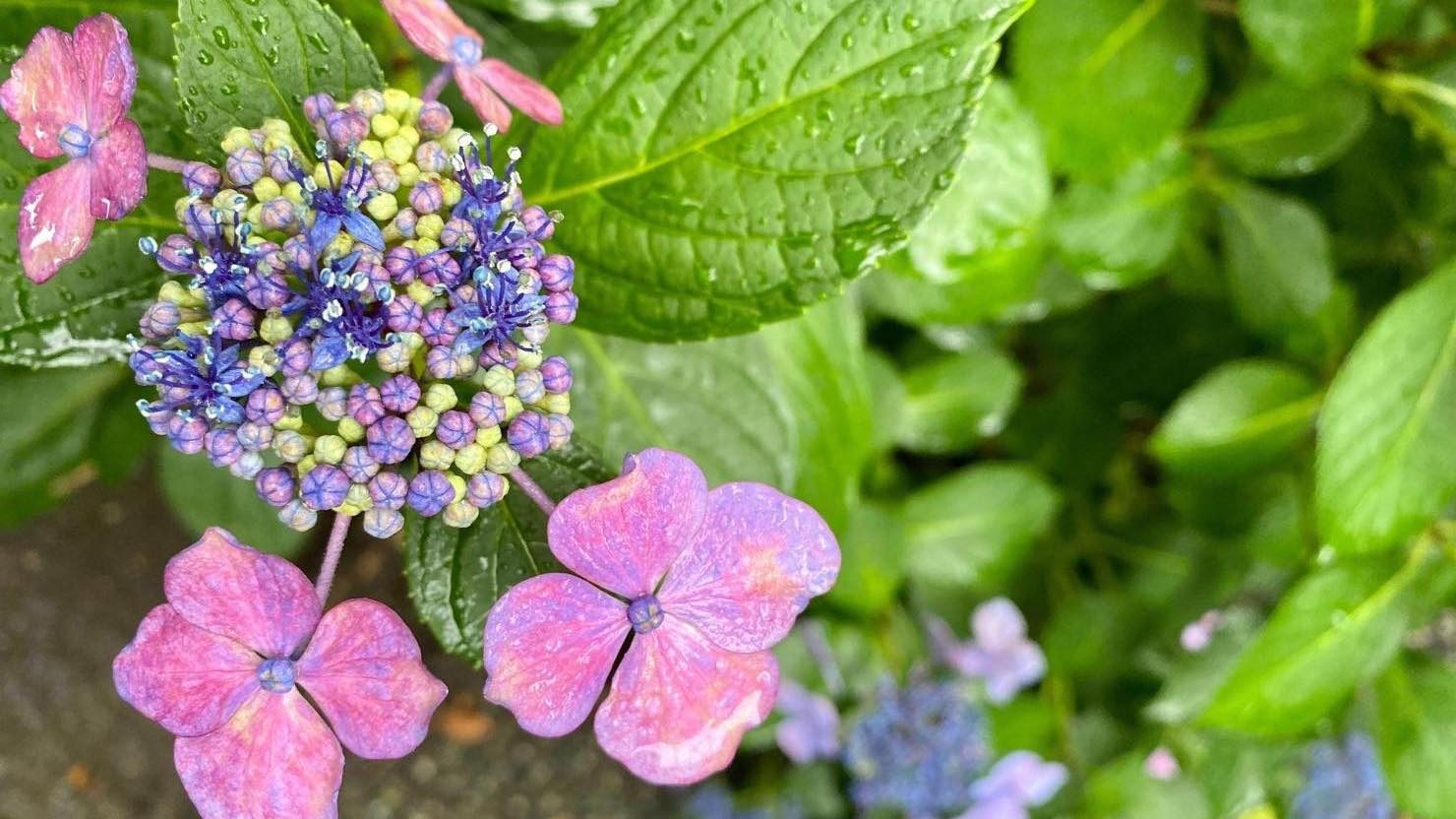 大町にある本覚寺の紫陽花