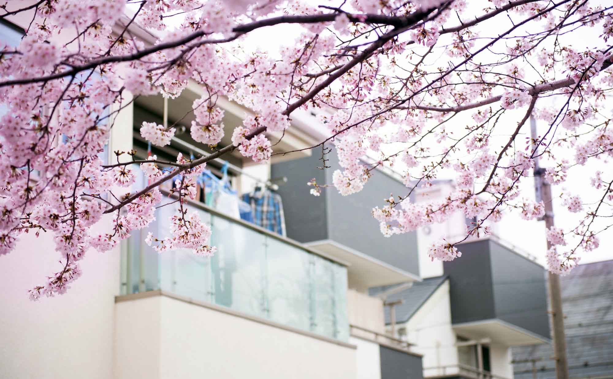 窓から桜が見える暮らし。#グッとくる景色 のお部屋を見つけよう