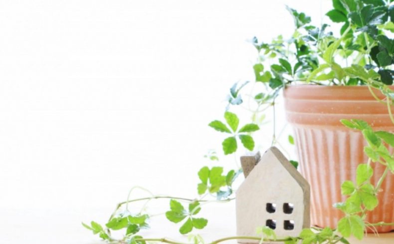 観葉植物×風水でお部屋の運気をアップしよう。植物を選ぶポイントと置き場所とは