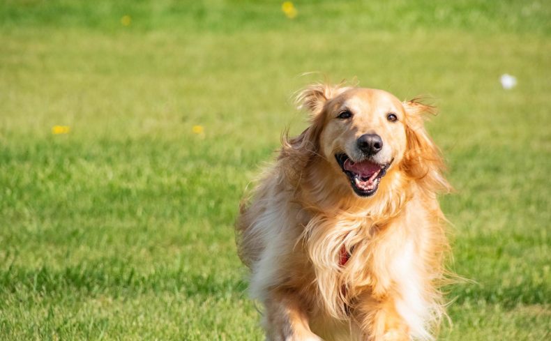 大型犬と暮らしたい！ マンションで快適に暮らすためのポイントと注意点