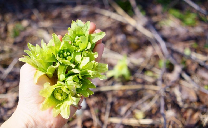 ふきのとうが美味しい時期はいつ？ 旬を味わい尽くす絶品レシピ3選