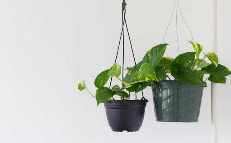 観葉植物ポトスの育て方！ 水栽培・増やし方・長く育てるポイントをご紹介