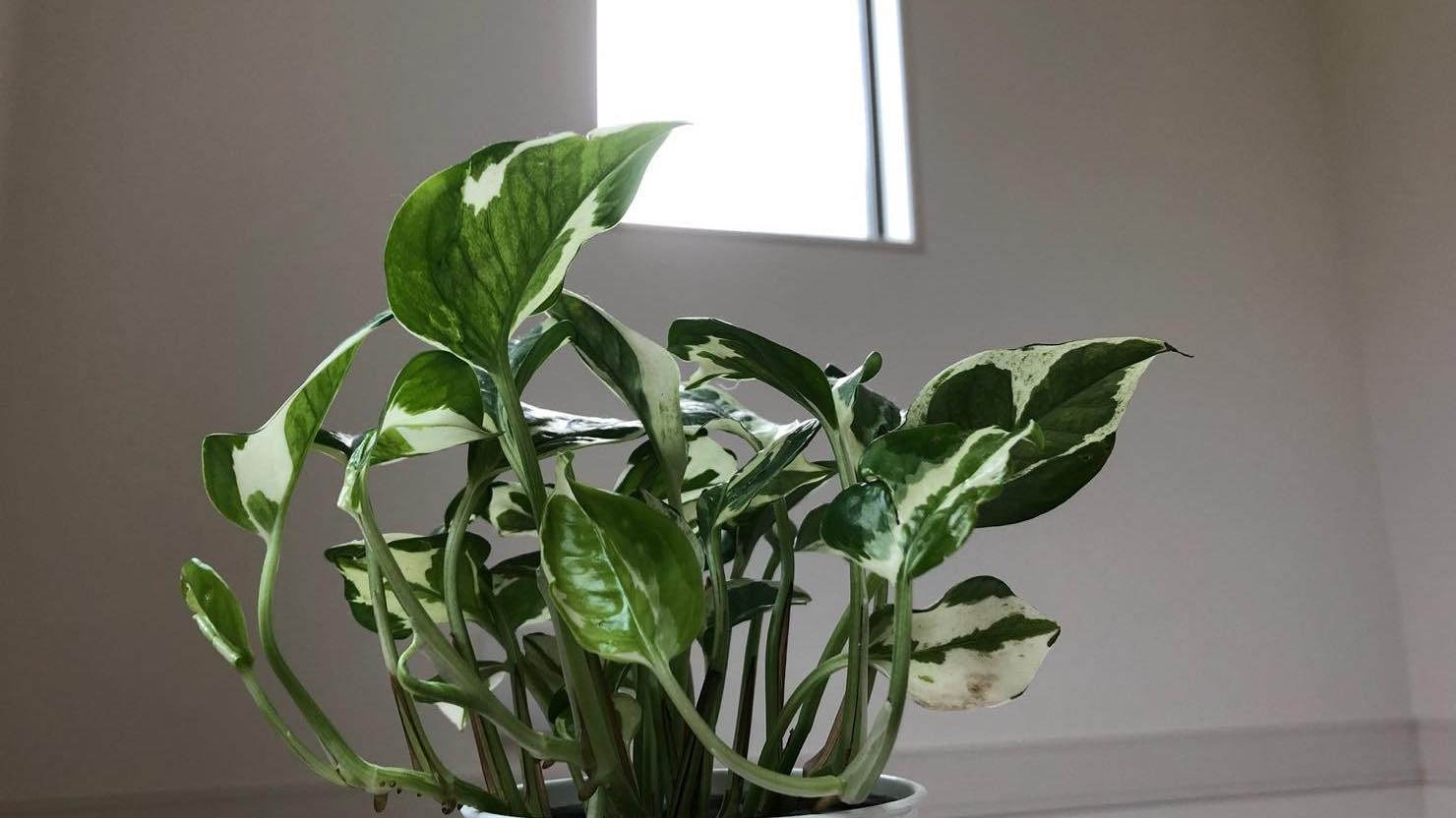 観葉植物ポトスの育て方！ 水栽培・増やし方・長く育てるポイントをご