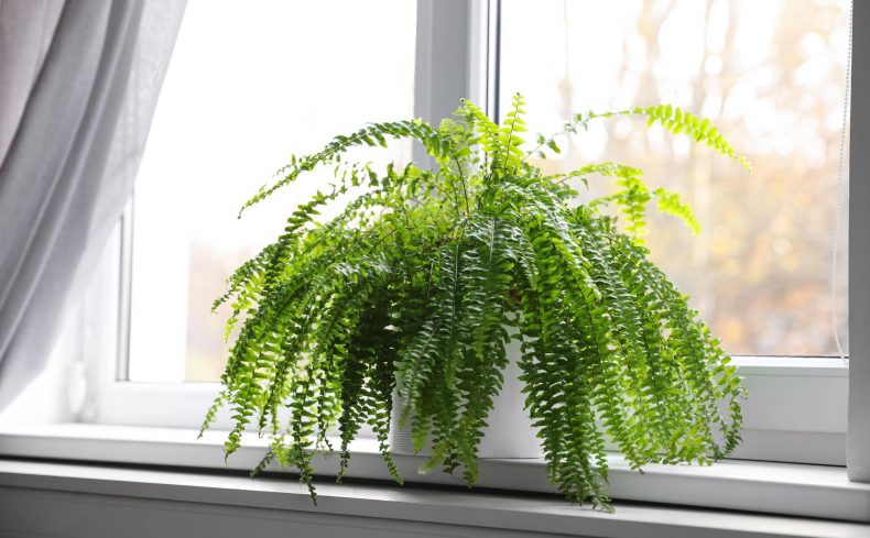 観葉植物の植え替え方法は？失敗しないコツや時期を知っておこう