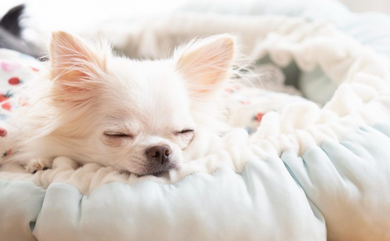 愛犬との引越しをスムーズに！ 必要な事前準備・当日に気をつけることは？