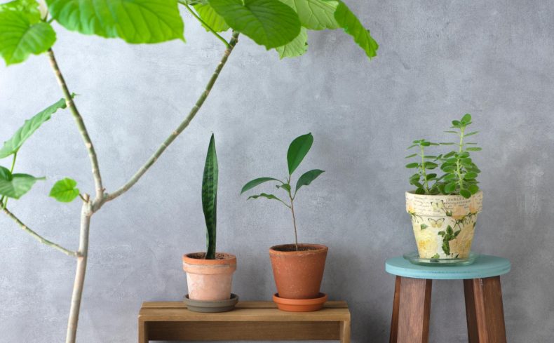 【特集】エアープランツや北欧グリーン、お部屋にグリーンを取り入れよう