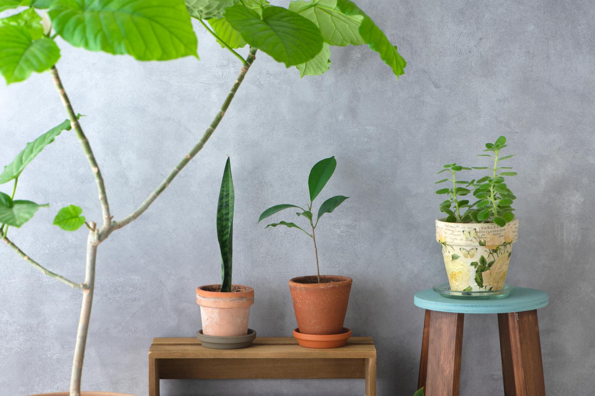 【特集】エアープランツや北欧グリーン、お部屋にグリーンを取り入れよう