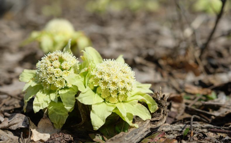 食べられる春の野草を摘んで調理してみませんか？ 和食料理人の旬の楽しみ方