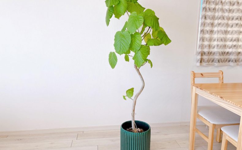観葉植物フィカスを育てた体験談。育て方のコツ・必要な物・適した環境・増やし方をご紹介