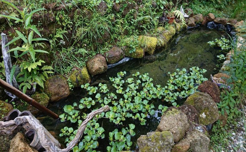 “ビオトープ”の作り方-必要な物、おすすめの水草や生き物、注意点を紹介