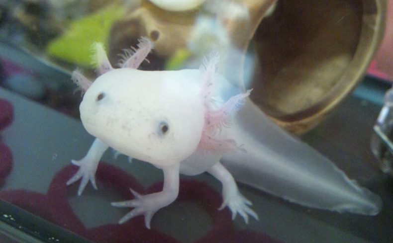 「ウーパールーパー」の飼育方法は？準備する物、必要なお世話、費用、ペットとしての魅力を実体験をもとにご紹介