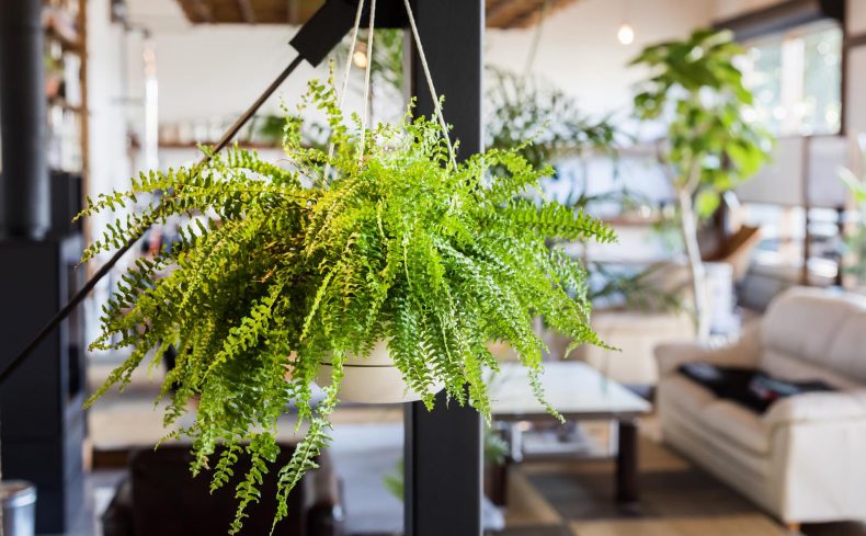 ハンギンググリーンで住まいに癒し！ 吊るし方のアイデアを紹介