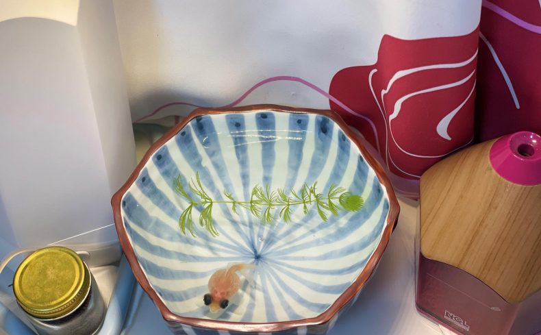 どんぶり金魚との暮らし。魅力、合う金魚の種類、注意点などをご紹介