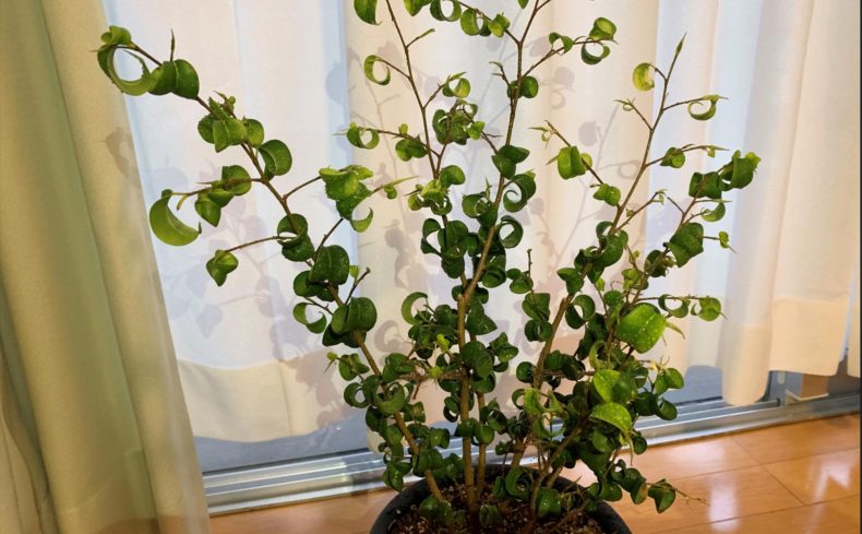 ベンジャミンの育て方や適した環境とは？お家で観葉植物を楽しもう