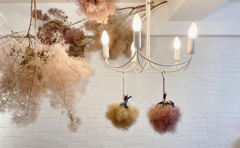 憧れの「スモークツリーのある暮らし」品種、育て方、インテリア事例、適した環境を紹介