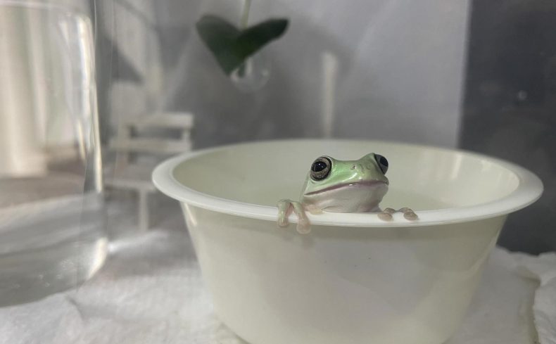 イエアメガエルの飼育方法まとめ。費用は？寿命は？ペット初心者も安心して飼いやすい魅力