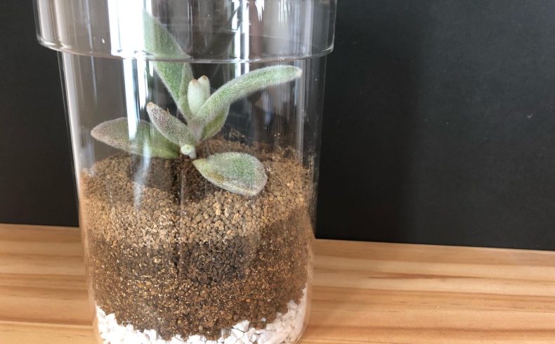初心者でもできるテラリウムの作り方。100均グッズで簡単！ 部屋もおしゃれに