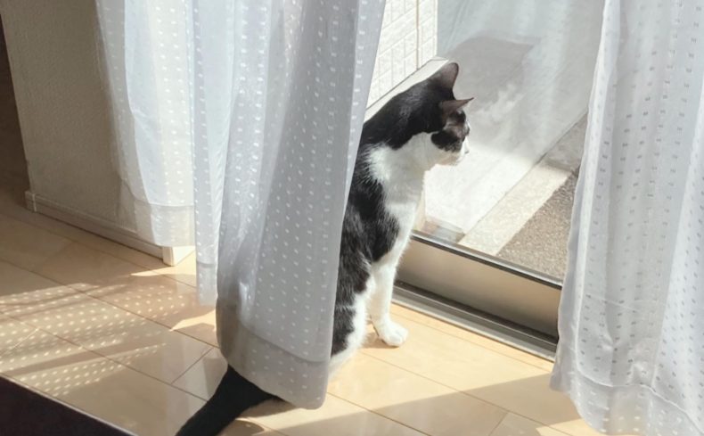 猫を飼いたいなら保護猫がおすすめ  お迎え方法や費用、心がまえなど、実体験をもとに解説