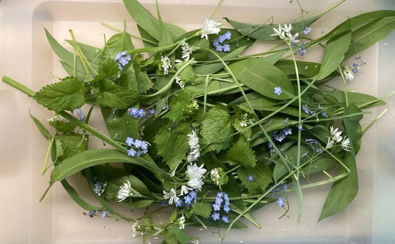 【アーバン・フォレジング】とは？自然の恵みをいただく、英国で人気のアクティビティ