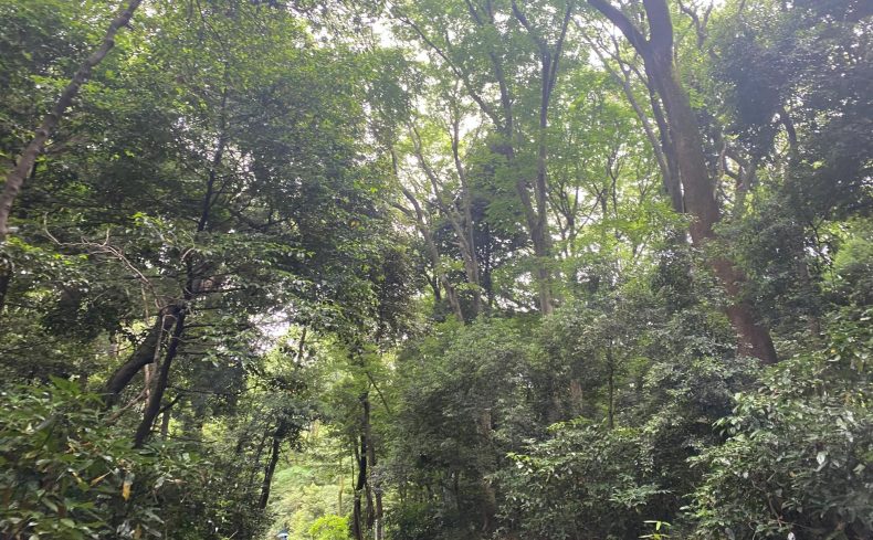 東京都内で【森林浴】具体的な効果や楽しみ方、おすすめスポット8選をご紹介