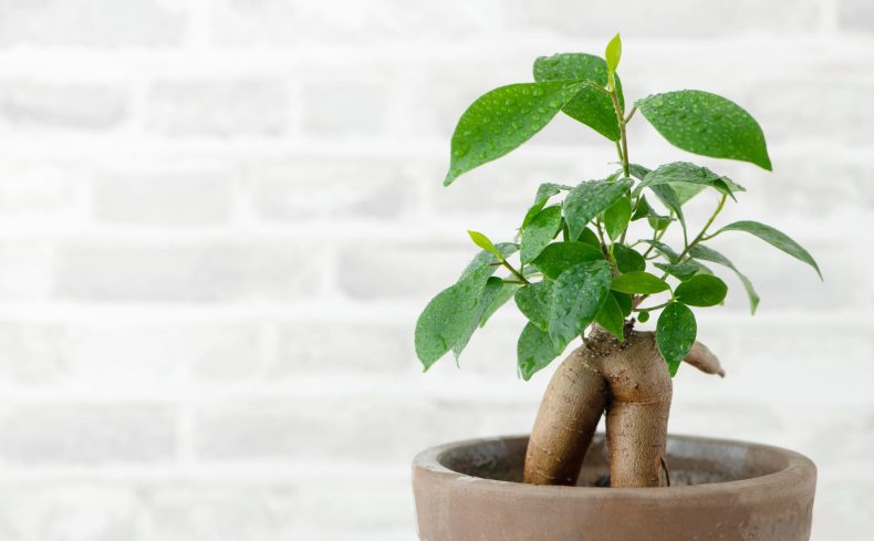 「幸福の木」をおうちの中で育てよう！育てるコツと栽培におすすめの住まい