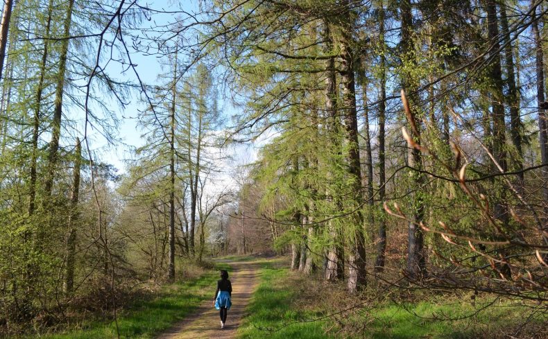愛知県内で【森林浴】心が癒やされるおすすめスポット”5選”を紹介