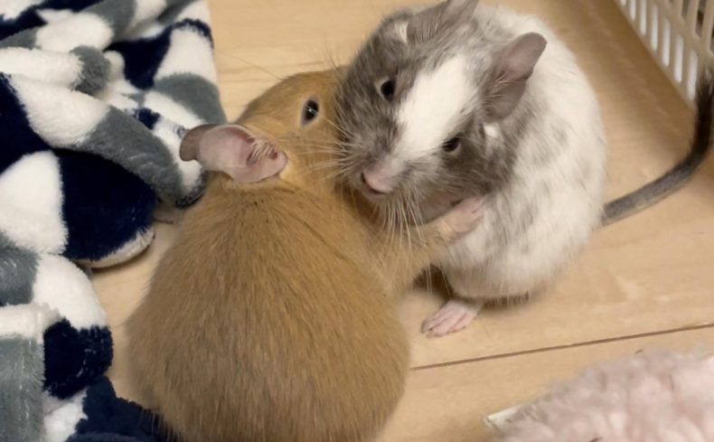 【デグーの飼い方ガイド】性格、寿命、お世話の仕方、飼育に必要なグッズを飼い主が解説します