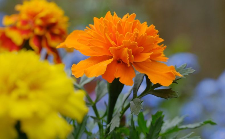 元気をもらえる花「マリーゴールド」の特徴・育て方・栽培方法・お手入れのコツ