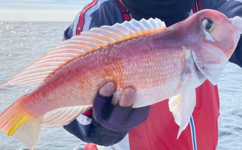 人気の【アマダイ釣り】に挑戦しよう！釣り方のコツ・さばき方・おすすめの調理法を紹介