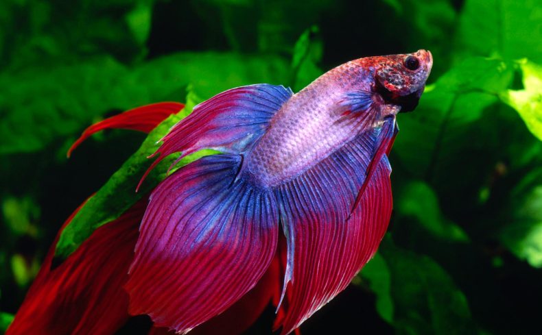 熱帯魚「ベタ」の飼い方・おすすめの種類・飼育に向いている住まいまとめ