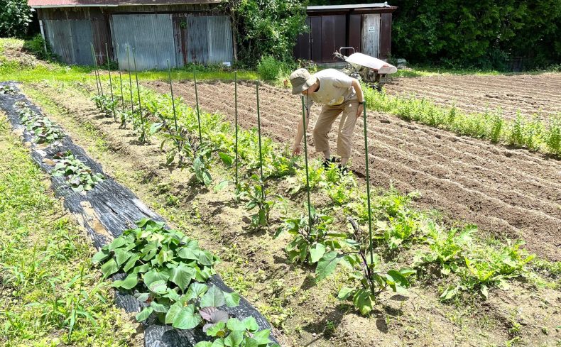 「シェア畑」で野菜作りをしよう！メリットやデメリット、費用相場、実際の体験談を紹介