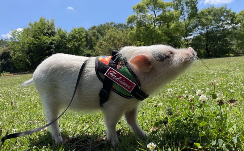 マイクロブタとの暮らし。飼い方・かかる費用・ペットとしての魅力まとめ