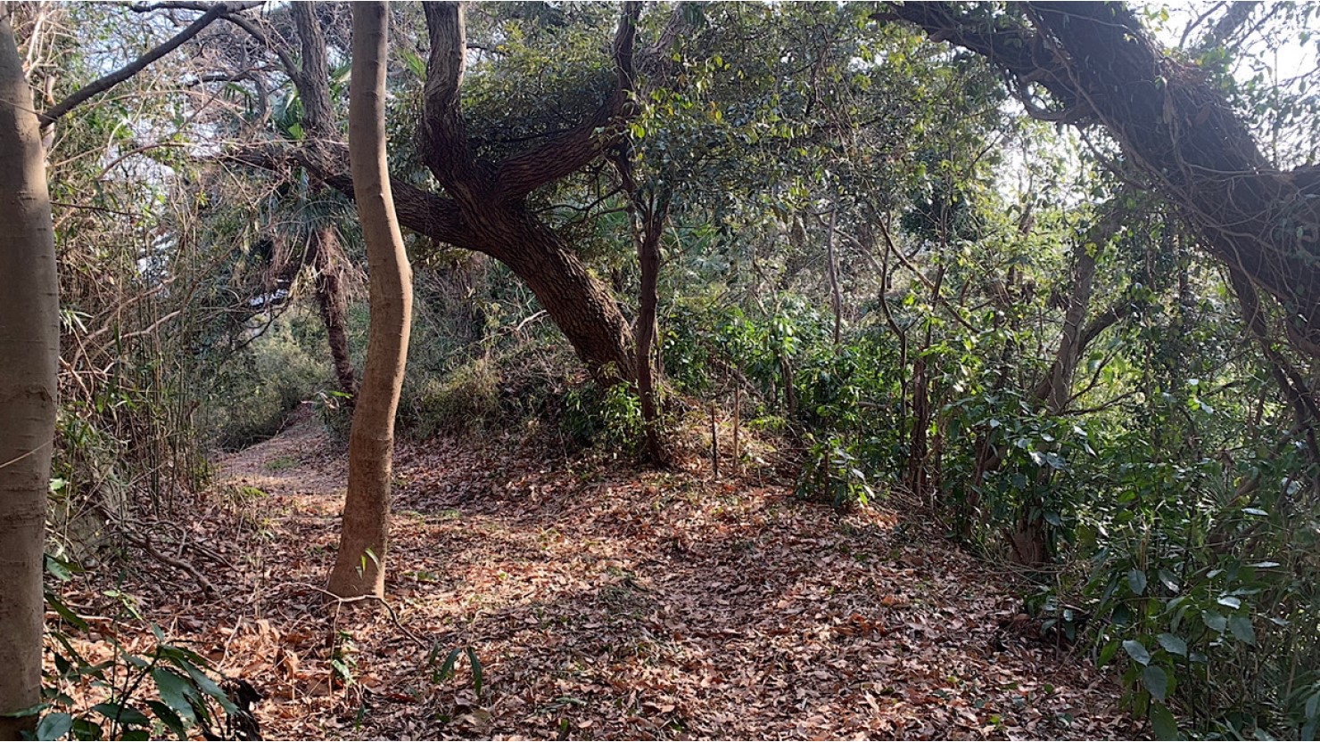  鷹取山のハイキングコースの風景