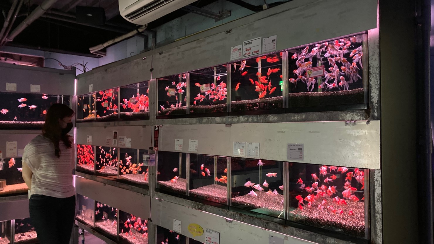 トロピランド店内