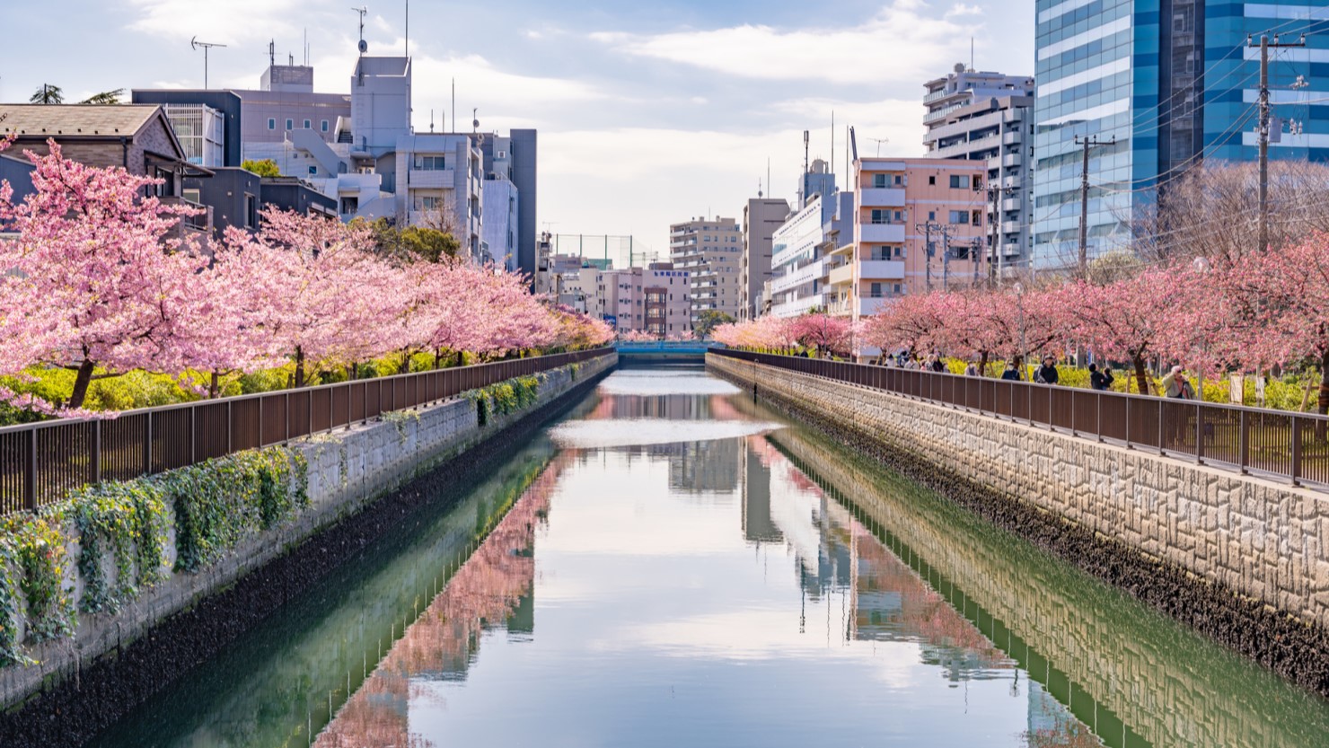 大横川沿いの桜並木