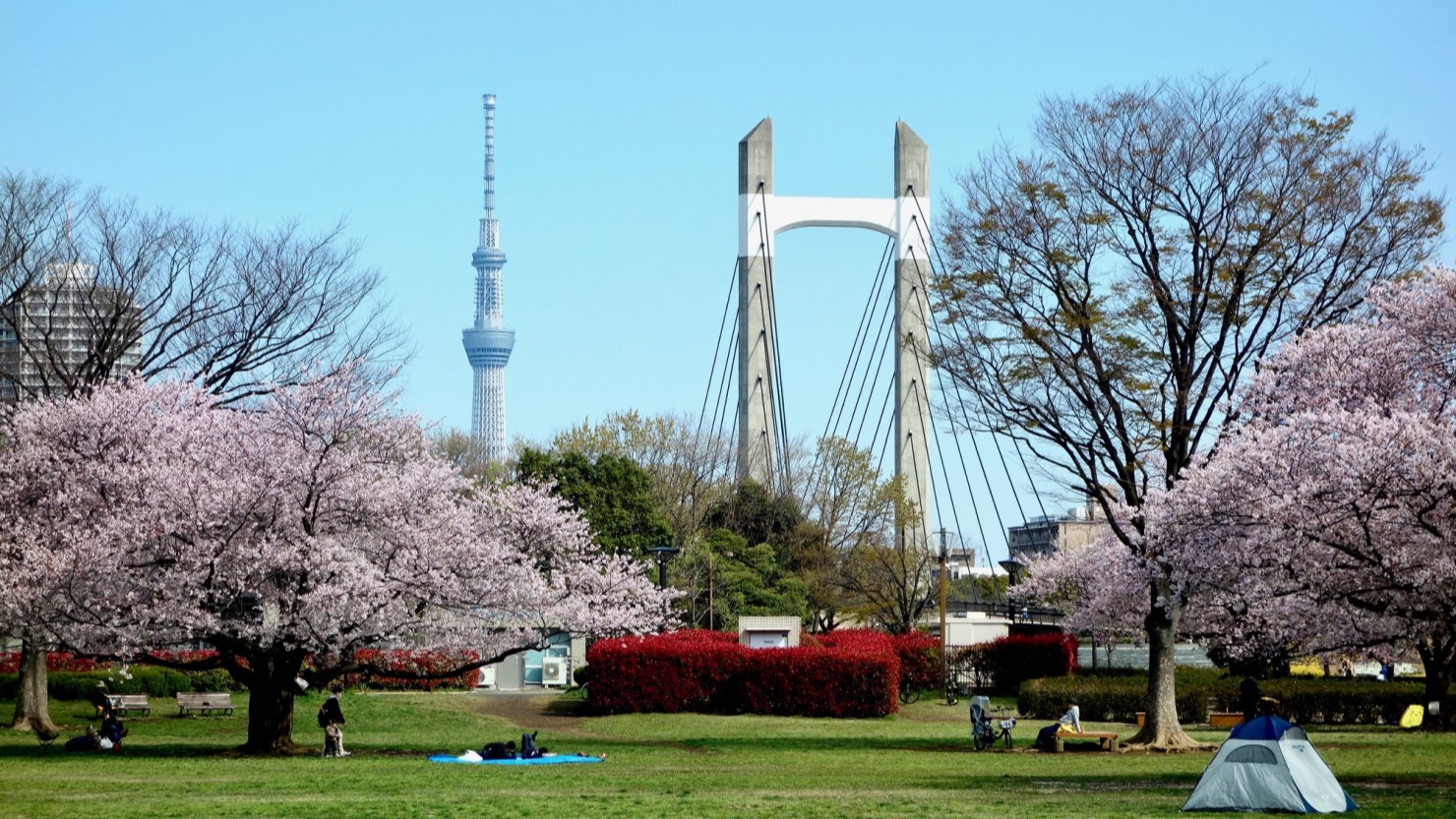 木場公園の桜