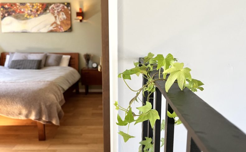 愛らしくて恐ろしいつる植物「アイビー」を育てた体験談。育て方やトラブルを避けるための注意点
