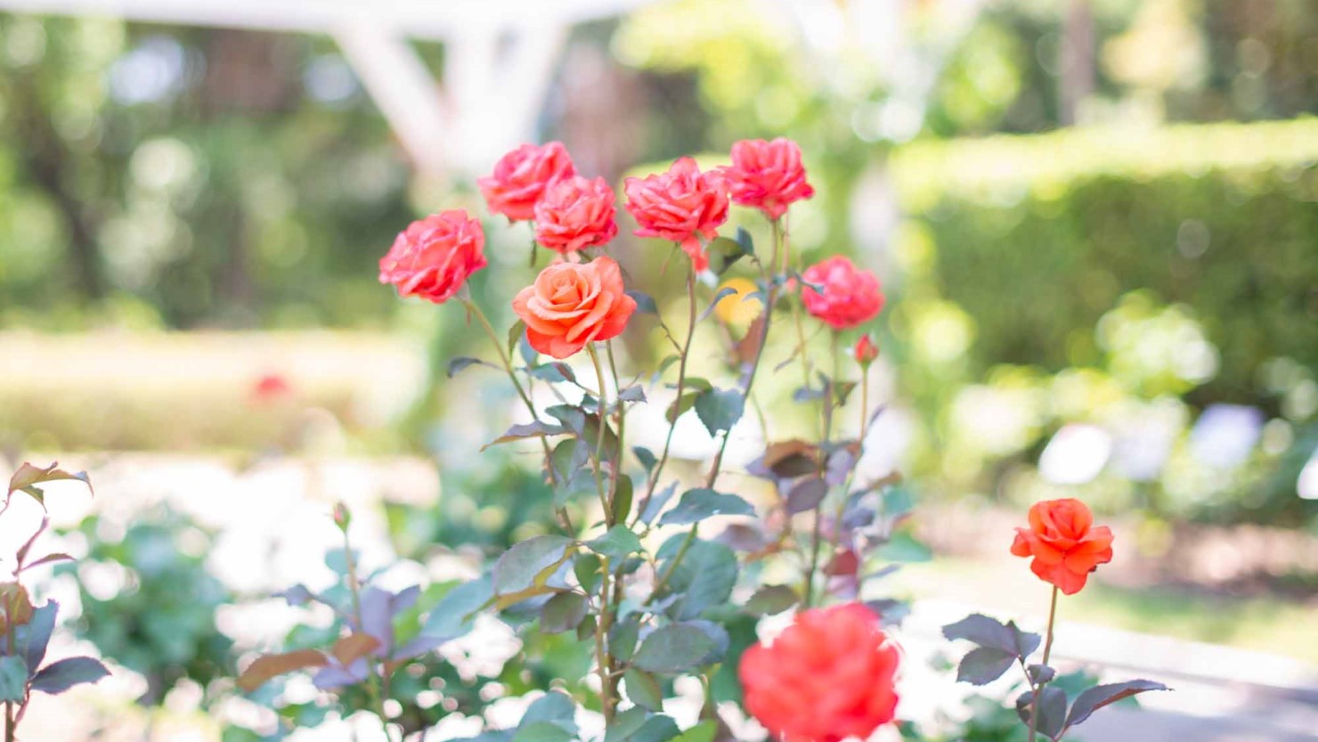 神戸市立須磨離宮公園のバラ