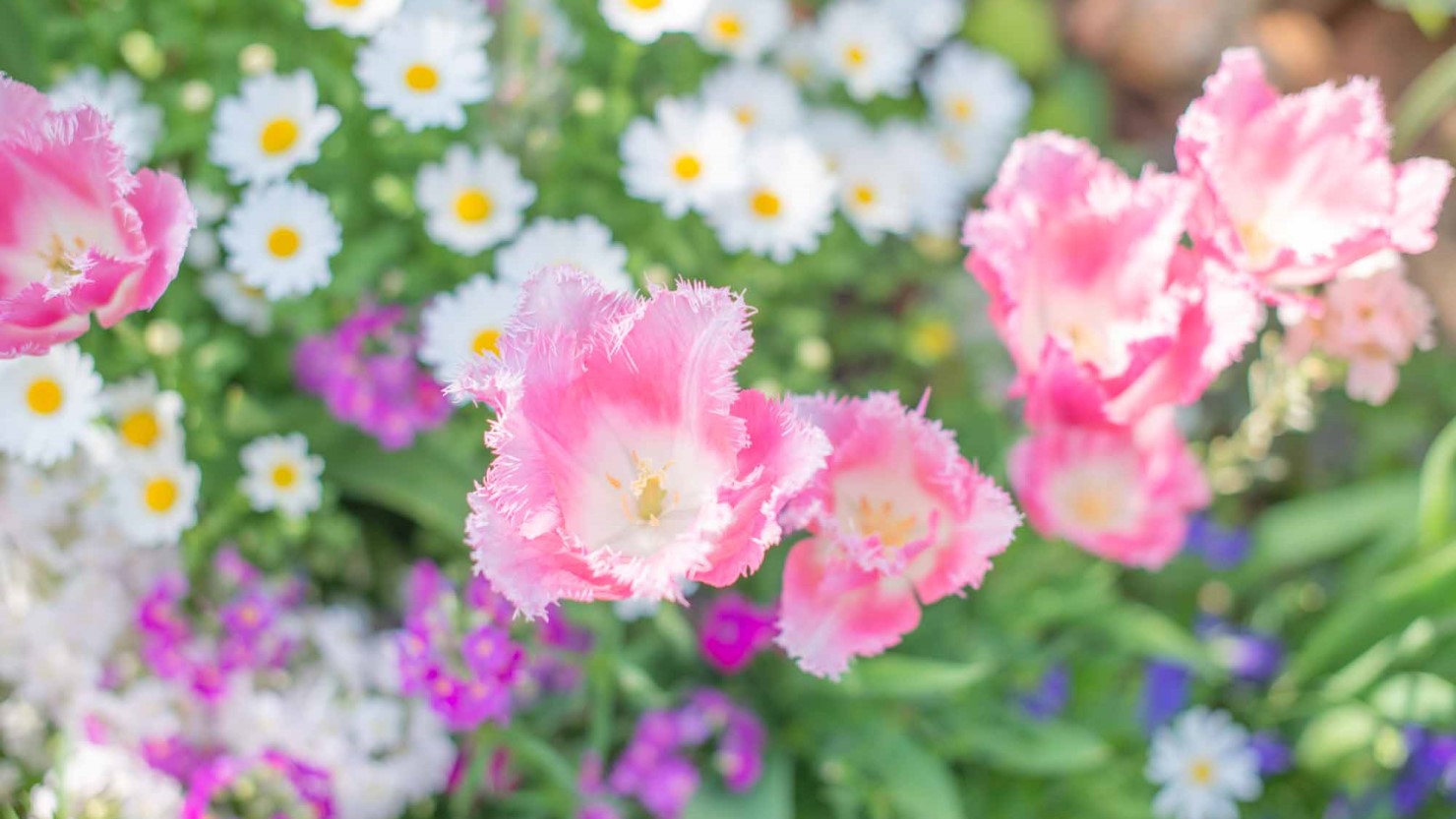妙法寺駅周辺で見かけた花