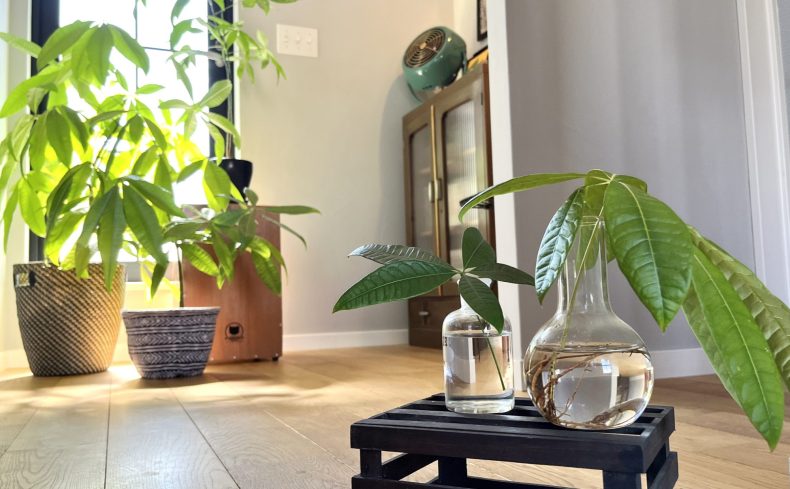 簡単に増やせる観葉植物「パキラ」。育て方を知ってお部屋を緑の楽園にしよう