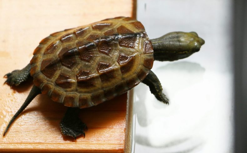 「カメ」の飼育をしてみよう！飼い方やふ化の方法まで体験談をもとに紹介