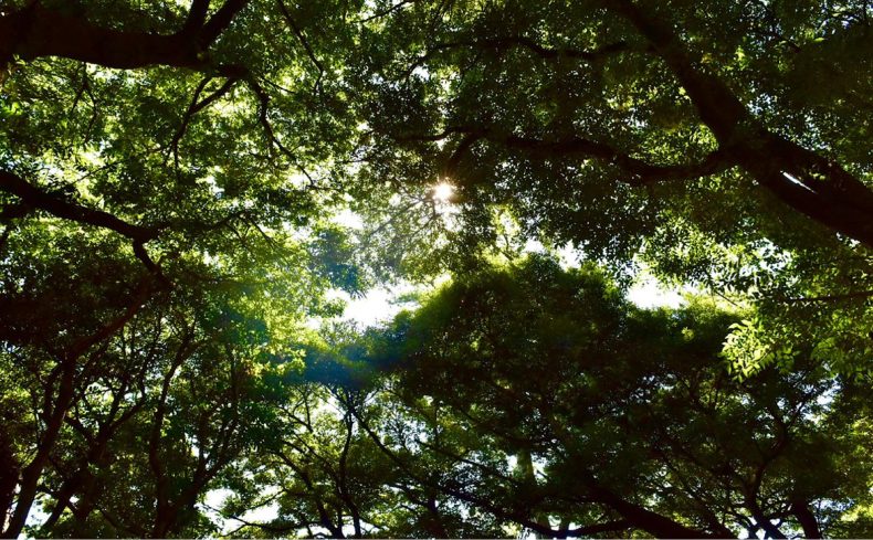 神奈川県内の「森林浴」おすすめスポット”5選”！森林浴の魅力や効果も紹介